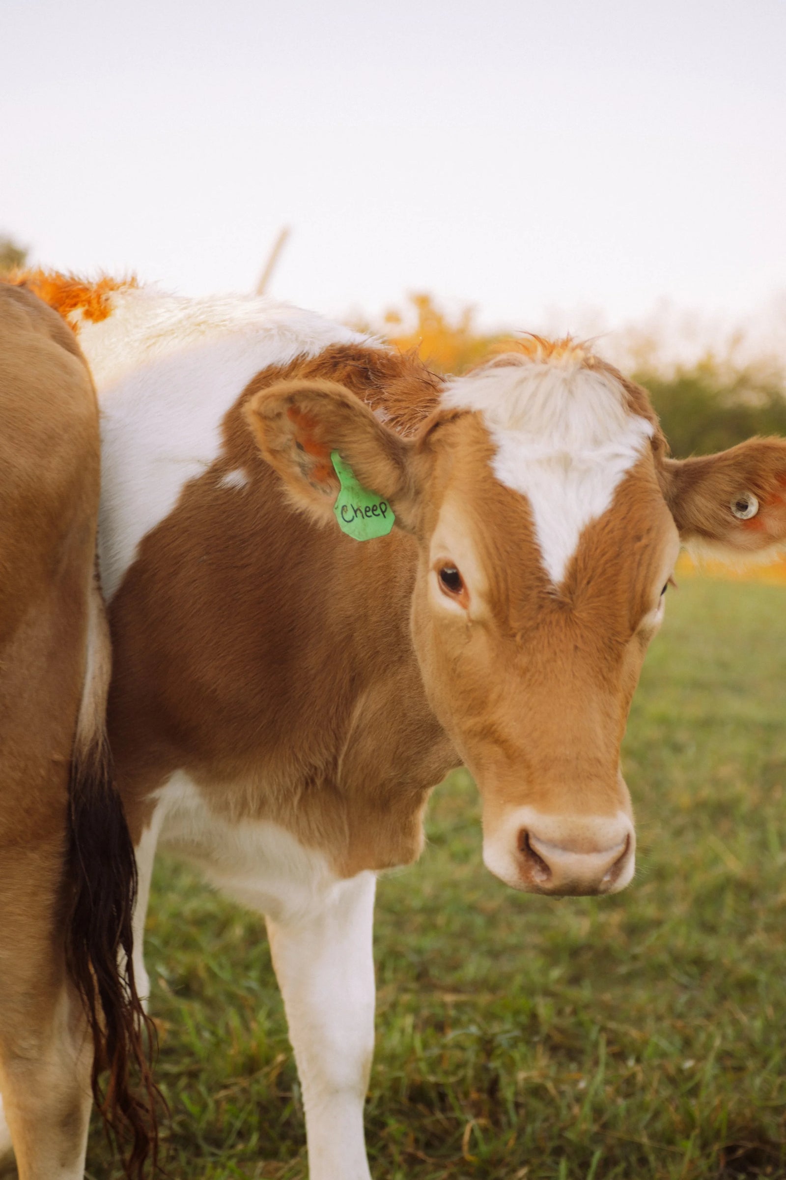 Pure Moo Dairy Raw Milk Pick Up @ Winchester Farm Exchange (Canal Winchester, OH) photo 6